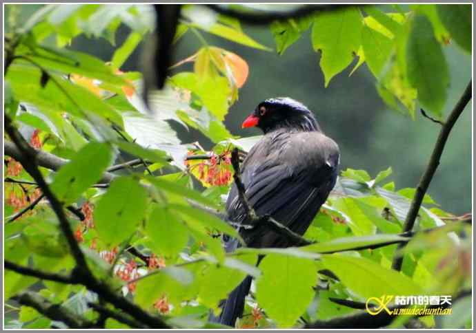 瓦屋山拍鸟（瓦屋山系列三）【照片】