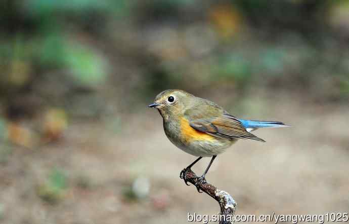 雌性红胁蓝尾鸲（61）