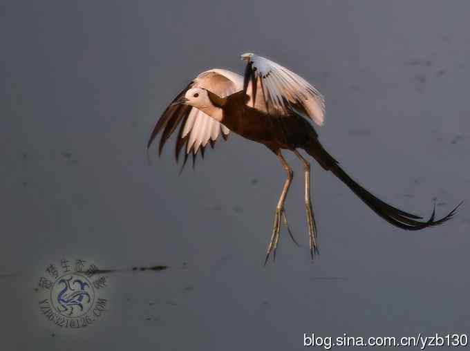 凌波仙子鈥斺斘业拿沃星槿耍ㄗ橥迹22张图片）