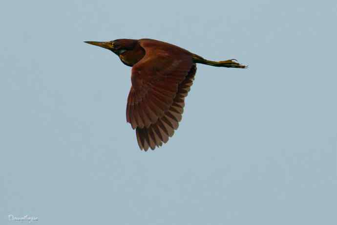 捉泥鳅的栗苇鳽