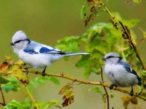 白头鸟系列：另类的美丽6