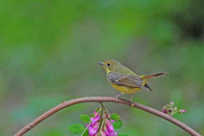 雌性绿背姬鶲（11）