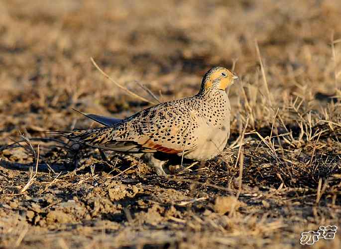 官厅水库拍鸟——毛腿沙鸡和雉鸡