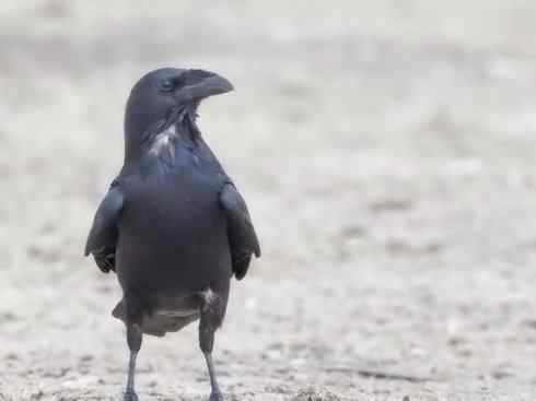 奇特的盔：厚嘴渡鸦