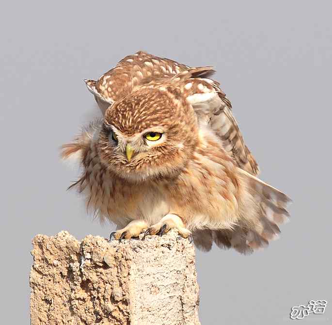 官厅水库&nbsp;wbr路&nbsp;wbr练桩的纵纹腹小鸮