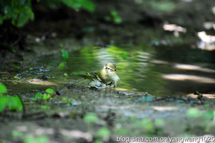 爽(洗浴的黄眉柳莺)3 爽(洗浴的黄眉柳莺)3