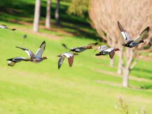 家禽驯化之源之十一
