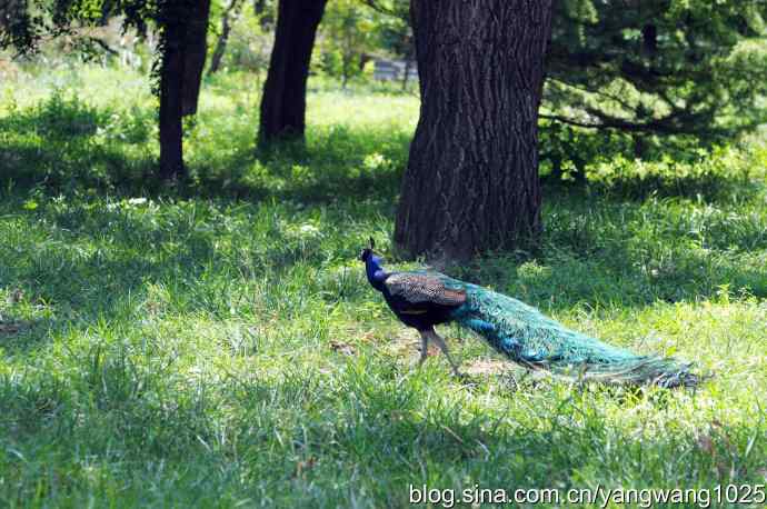 麋鹿苑的蓝孔雀