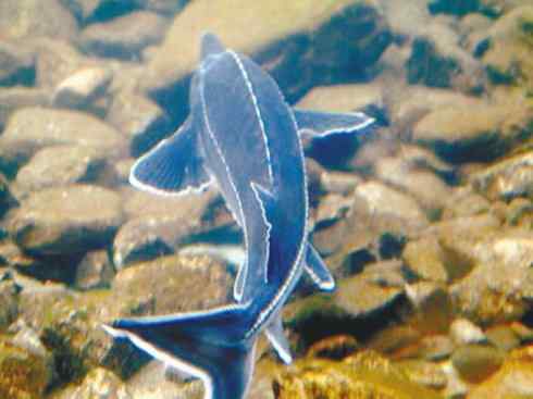 鱼类活化石:中华鲟 鱼类活化石:中华鲟