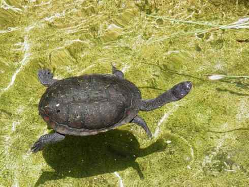 玄武：传说的兽原型探秘（澳洲长颈龟）