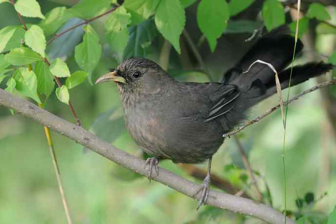 植物园的山噪鹛