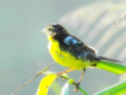 家禽驯化之源之十八 家禽驯化之源之十八