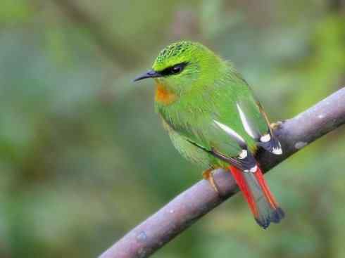 美丽无罪：雀鸟之绿鹛