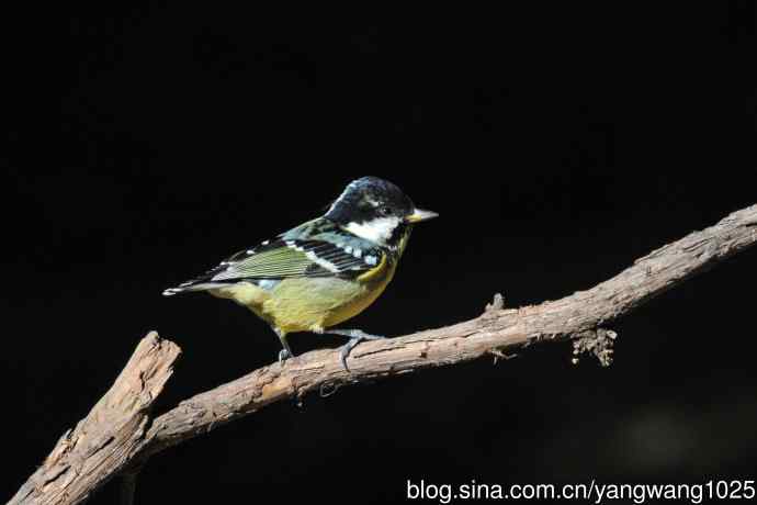 雄性黄腹山雀(2) 雄性黄腹山雀(2)