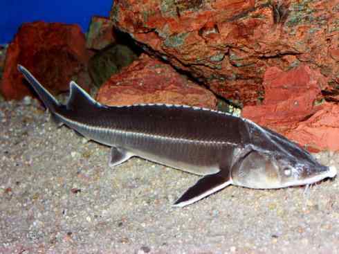 鱼类活化石:中华鲟 鱼类活化石:中华鲟