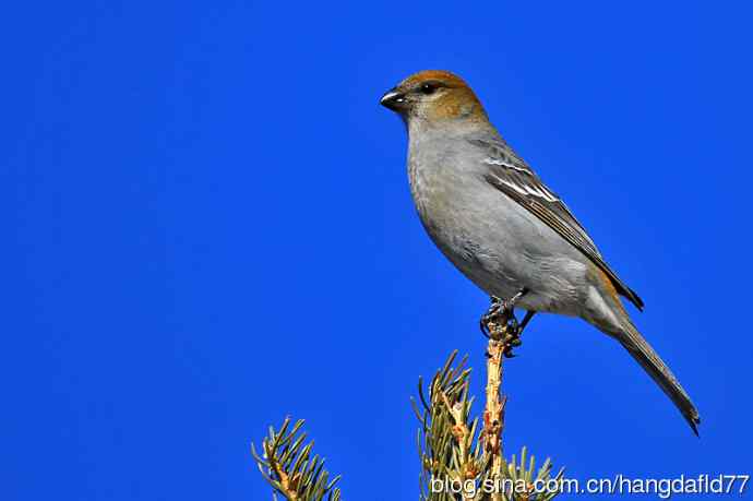 美国鸟类摄影——松雀（5）