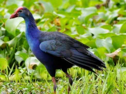 奇特的盔：紫水鸡