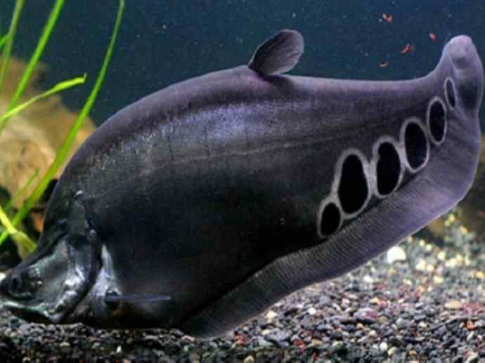 鱼类活化石：铠甲弓背鱼