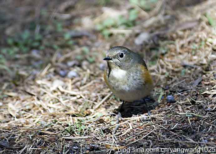 自然和谐的日坛公园（雌性红胁蓝尾鸲）