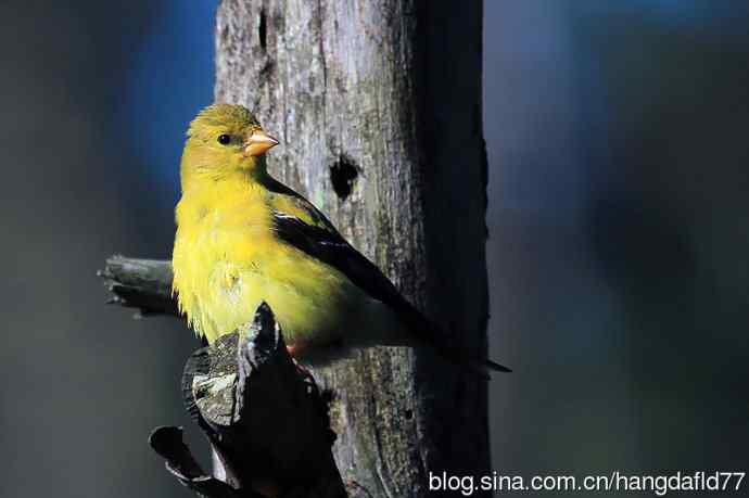 美国鸟类摄影——美洲金翅雀：雌鸟