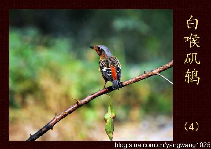 北京天坛公园的鸟类——白喉矶鸫（4）