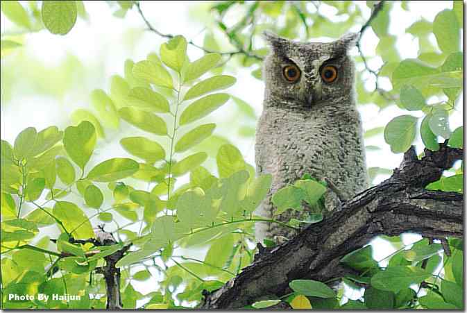  点击图片或使用键盘← →翻页