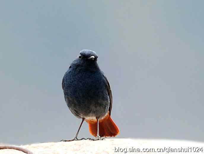 它可真能叫.十渡的红尾水鸲GG 它可真能叫.十渡的红尾水鸲GG