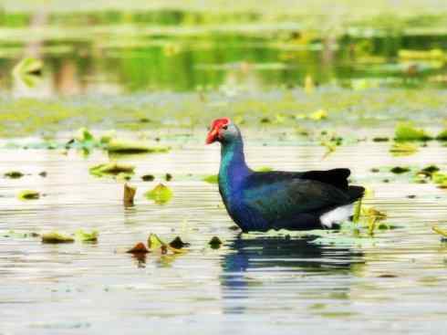奇特的盔：紫水鸡