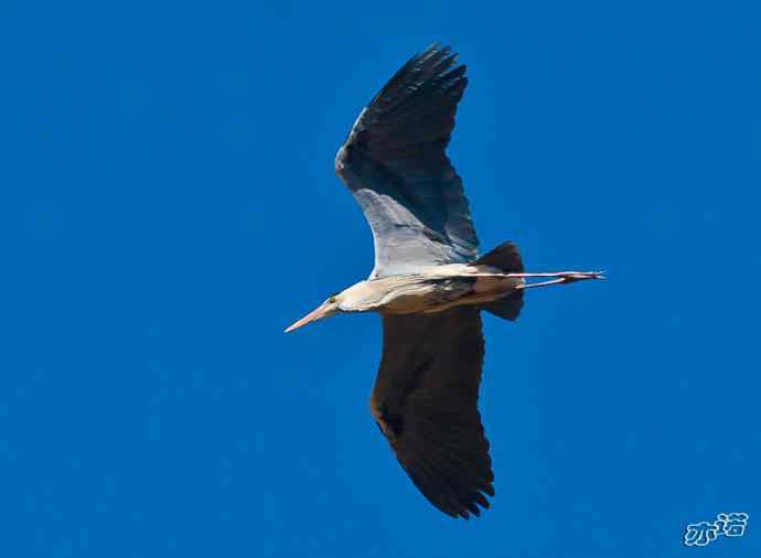 密云水库 wbr路 wbr大鸨、雉鸡和苍鹭 密云水库 wbr路 wbr大鸨、雉鸡和苍鹭