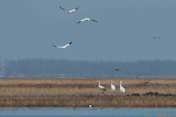 【新鸟】暮春观白鹤☆