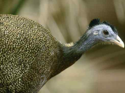 凤凰:传说中的鸟原型探秘(大眼斑雉) 凤凰:传说中的鸟原型探秘(大眼斑雉)