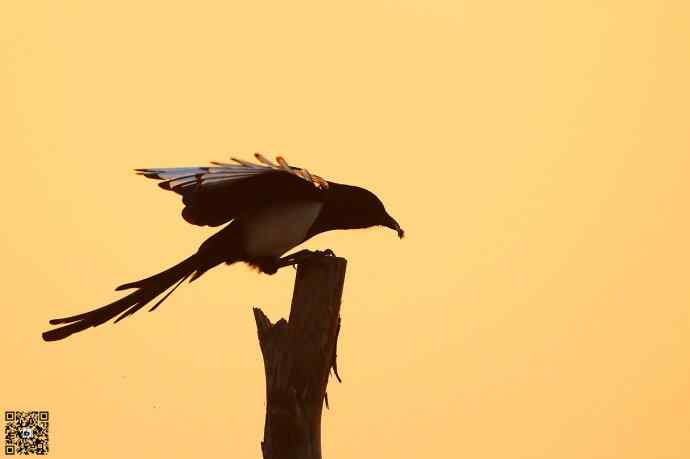 野鸭湖黄昏鸟影