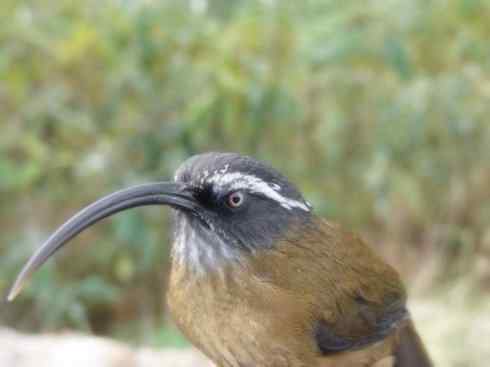 绝色攀禽:戴胜与林戴胜 绝色攀禽:戴胜与林戴胜