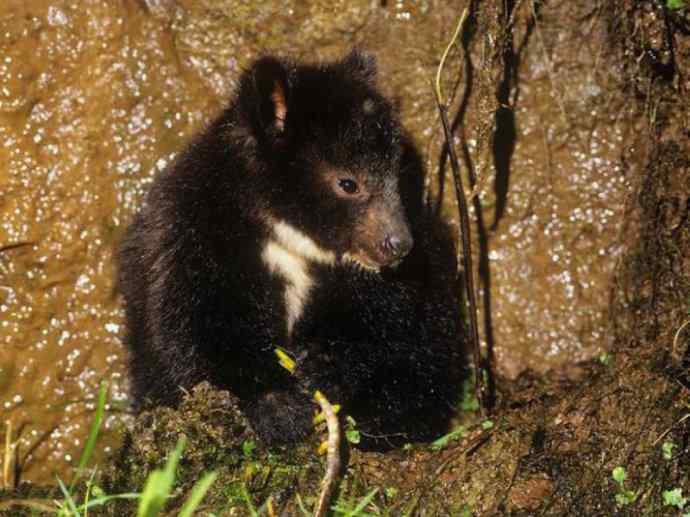盘点十二大著名食蚁动物:袋食蚁兽 盘点十二大著名食蚁动物:袋食蚁兽