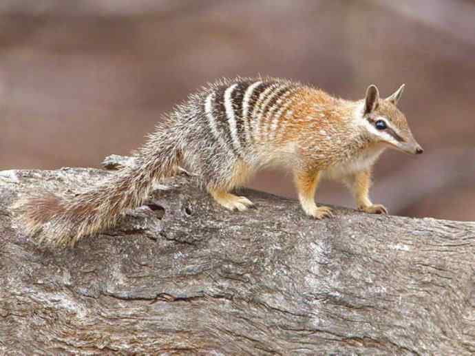 盘点十二大著名食蚁动物:袋食蚁兽 盘点十二大著名食蚁动物:袋食蚁兽