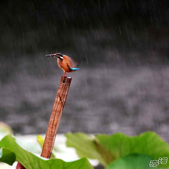 圆明园&nbsp;wbr路&nbsp;wbr小翠乖乖