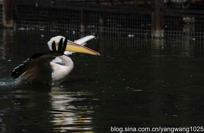 再拍大鹈鹕 wbr wbr1