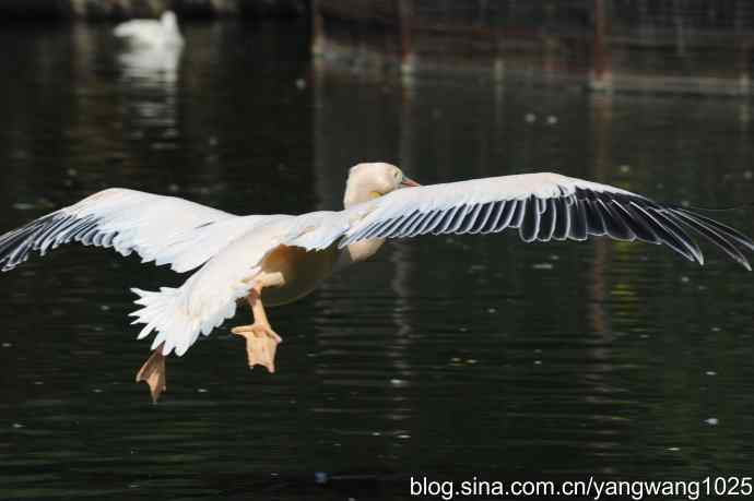 再拍大鹈鹕 wbr6 再拍大鹈鹕 wbr6