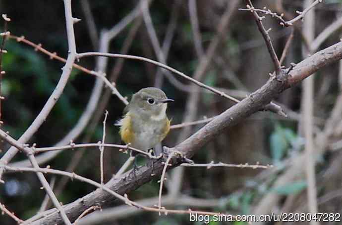 151.圣诞节送上12月份拍新鸟