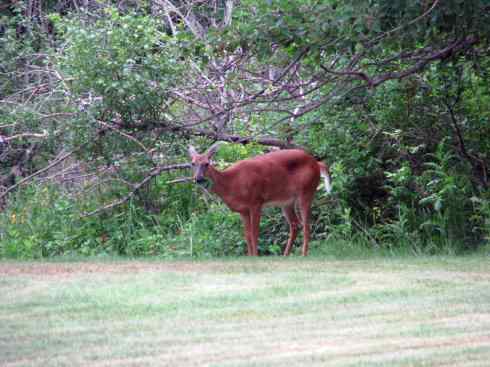 白尾红鹿 白尾红鹿