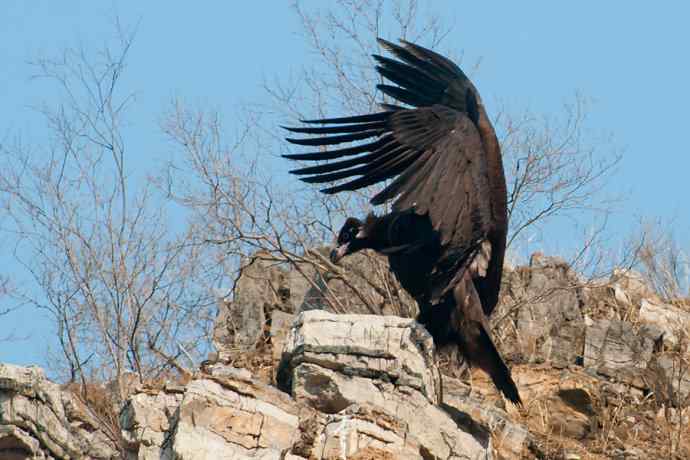 新拍座山雕☆☆