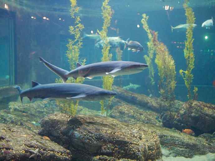 鱼类活化石：皱鳃鲨