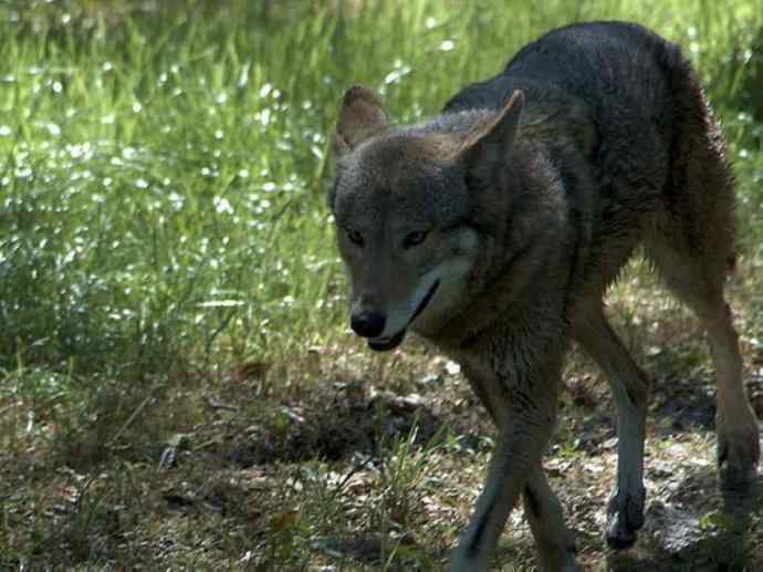 犬科:犬亚科犬属之郊狼、红狼 犬科:犬亚科犬属之郊狼、红狼