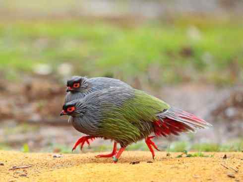 凤凰：传说中的鸟原型探秘（孔雀）