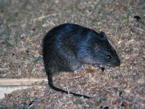 动物世界:山寨还是原创之十一 动物世界:山寨还是原创之十一