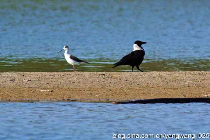 白颈鸦与黑翅长脚鹬