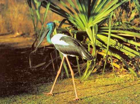 猎奇：奇特的鸟喙之六