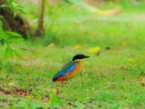 美丽无罪：雀鸟之八色鸫