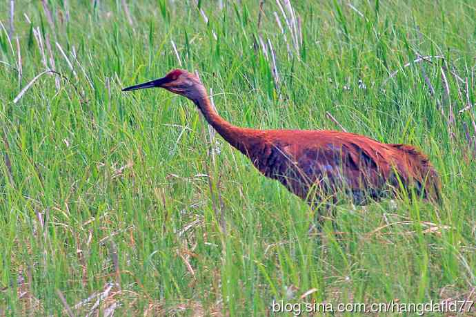 美国鸟类摄影——沙丘鹤（2）