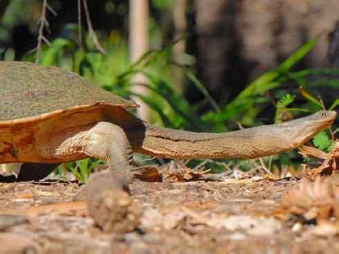 玄武：传说的兽原型探秘（澳洲长颈龟）